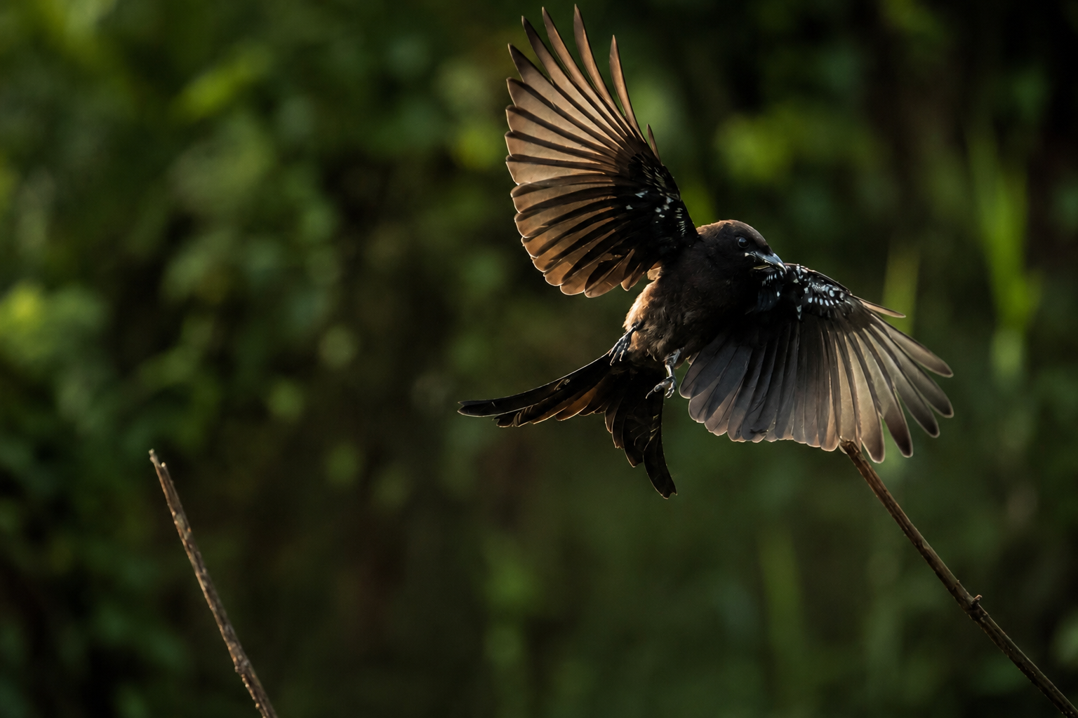Wildlife Photo